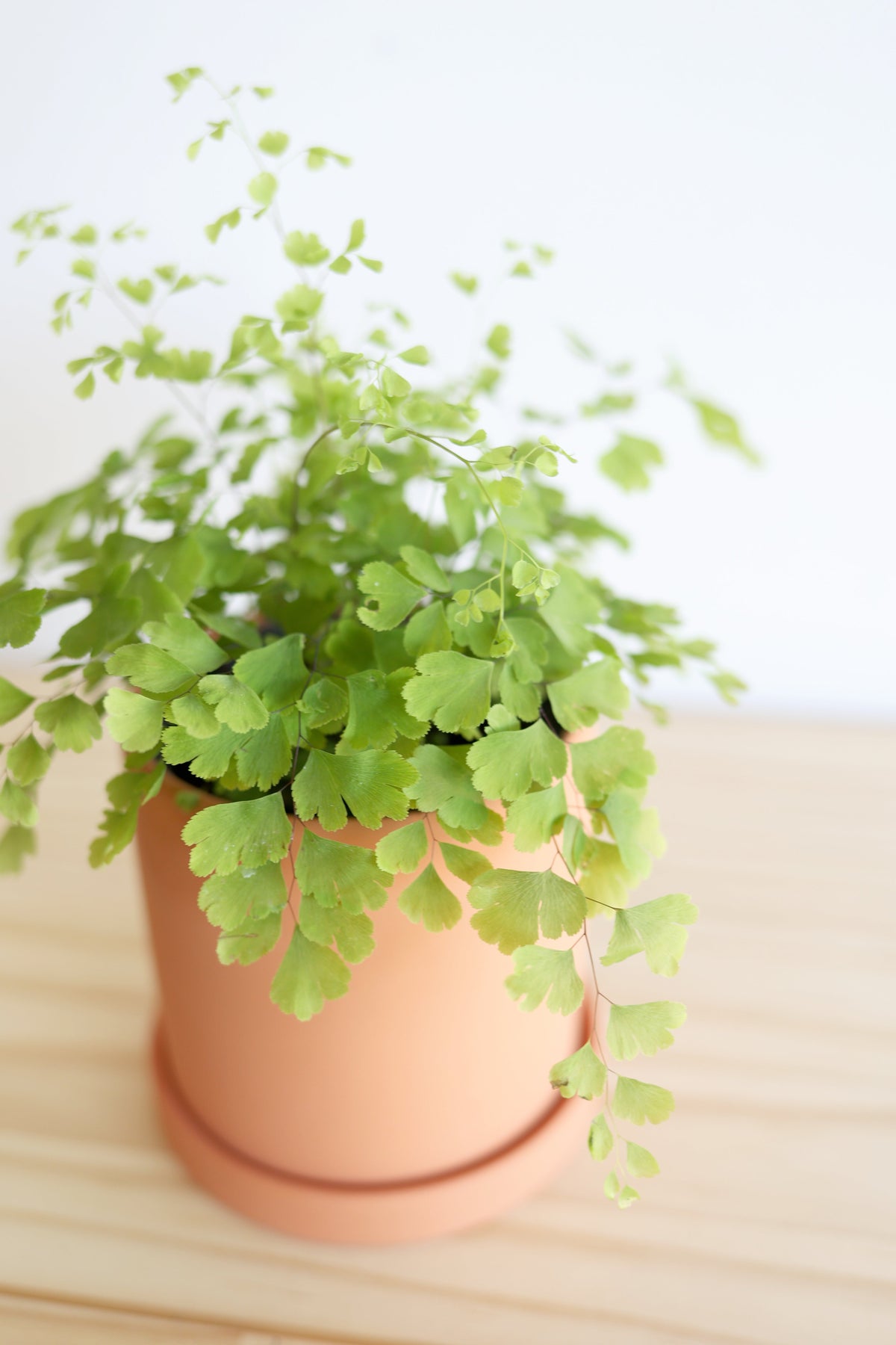Maidenhair Fern