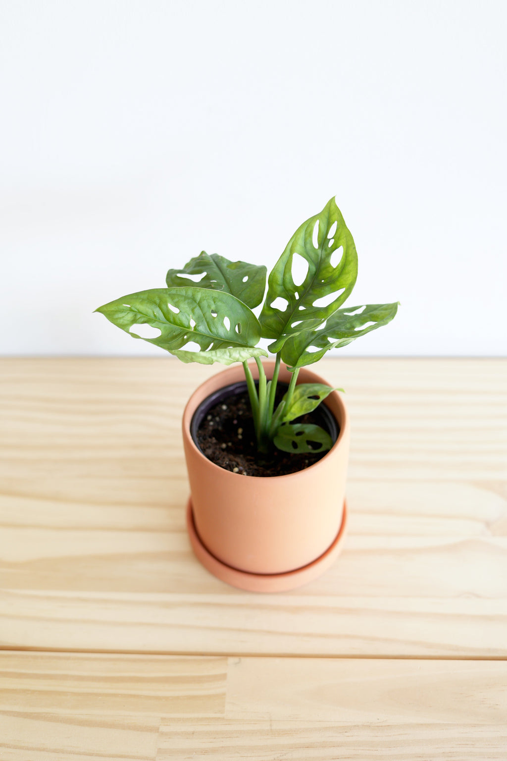 Swiss Cheese Plant
