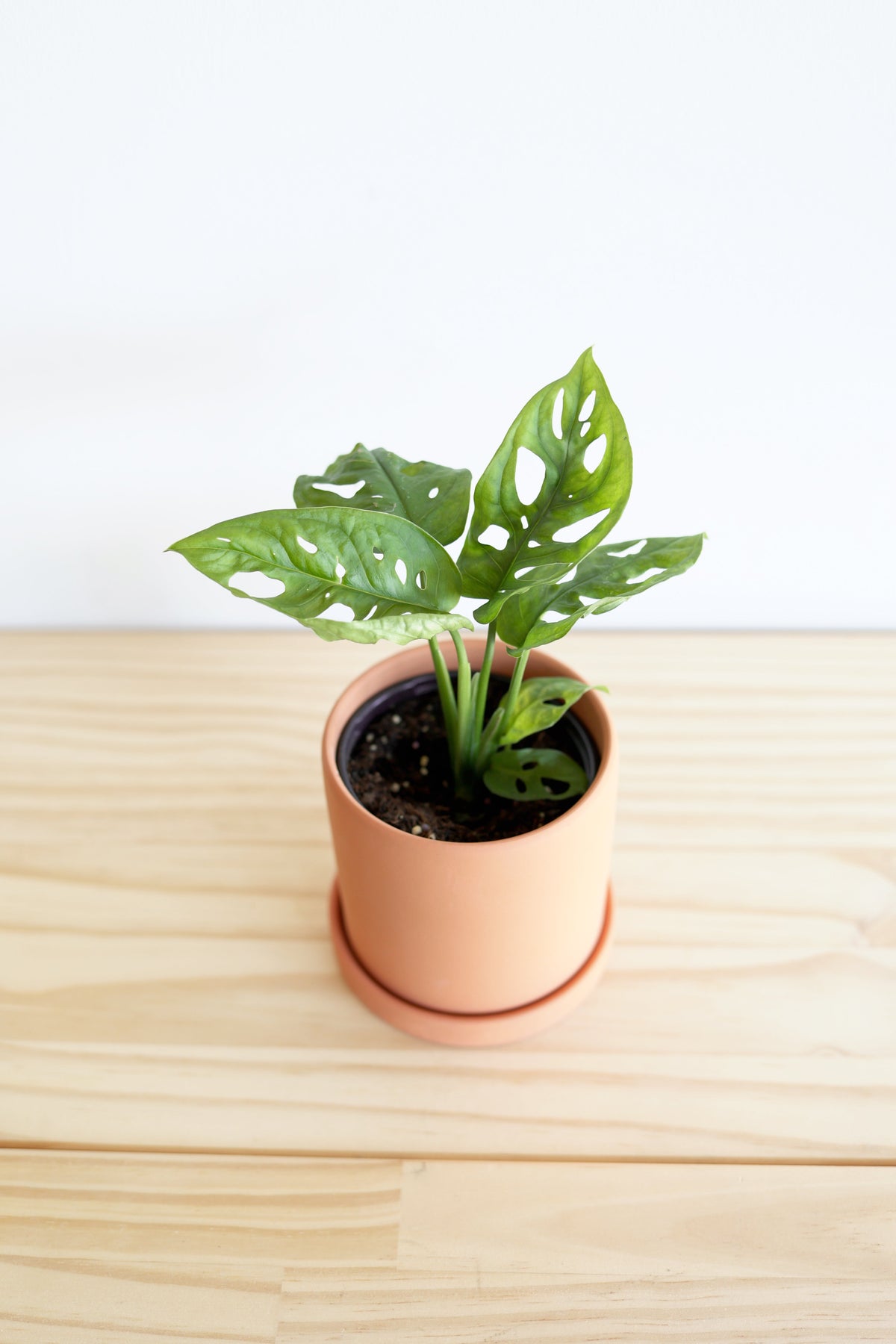 Swiss Cheese Plant