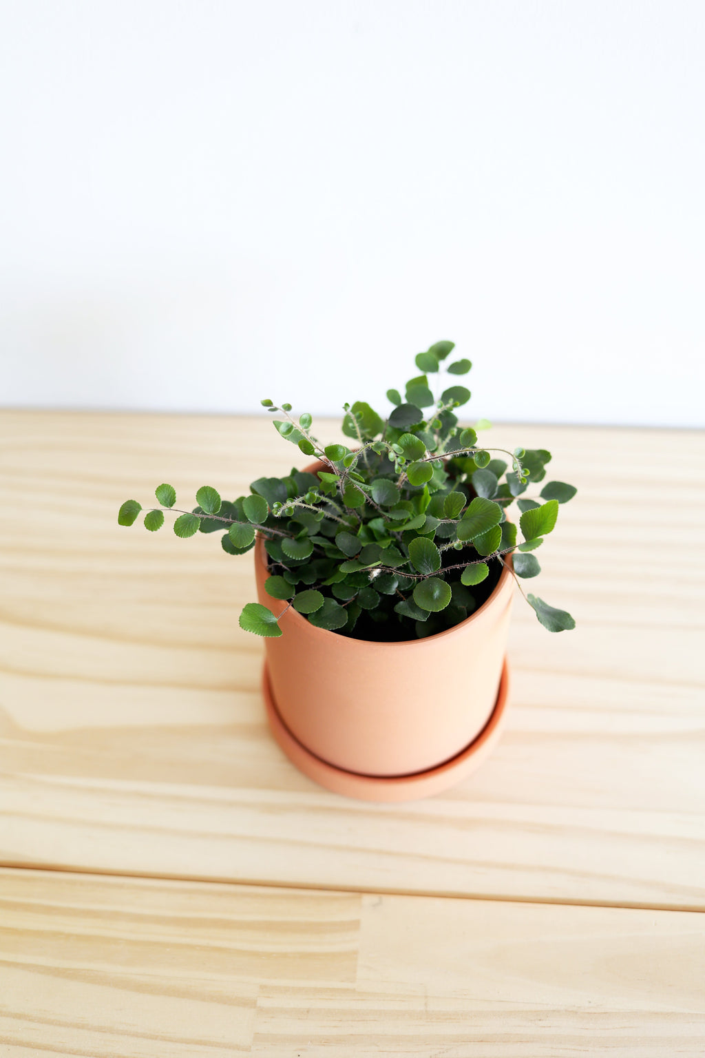 Button Fern