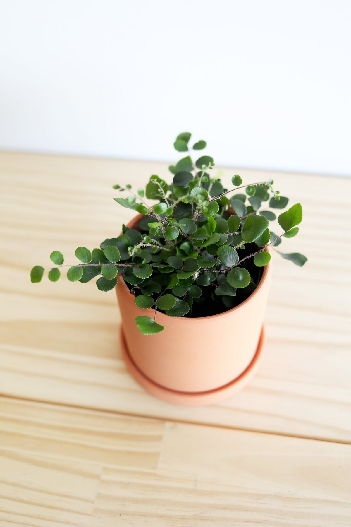 Button Fern