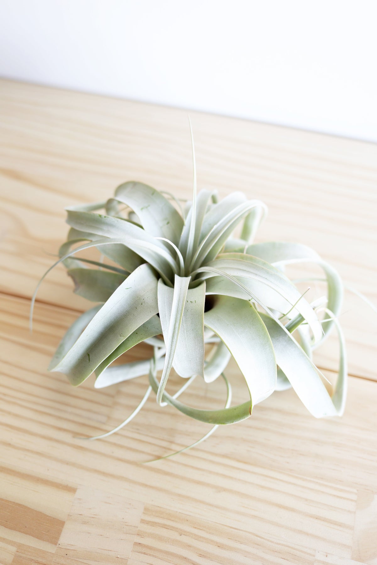 Air Plant Xerographica