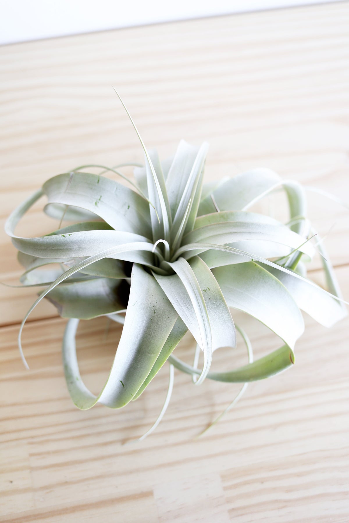 Air Plant Xerographica