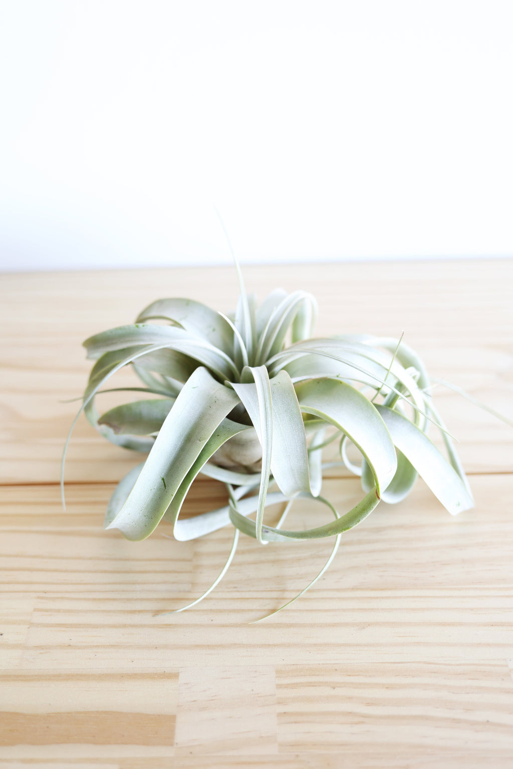 Air Plant Xerographica