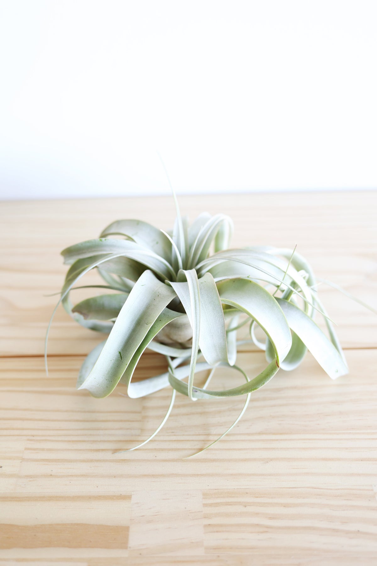 Air Plant Xerographica