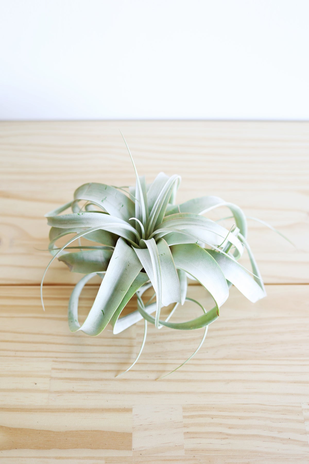 Air Plant Xerographica