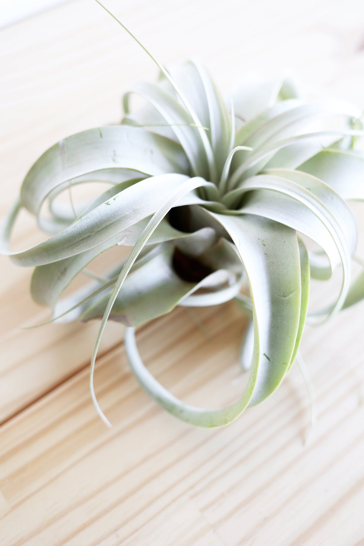Air Plant Xerographica