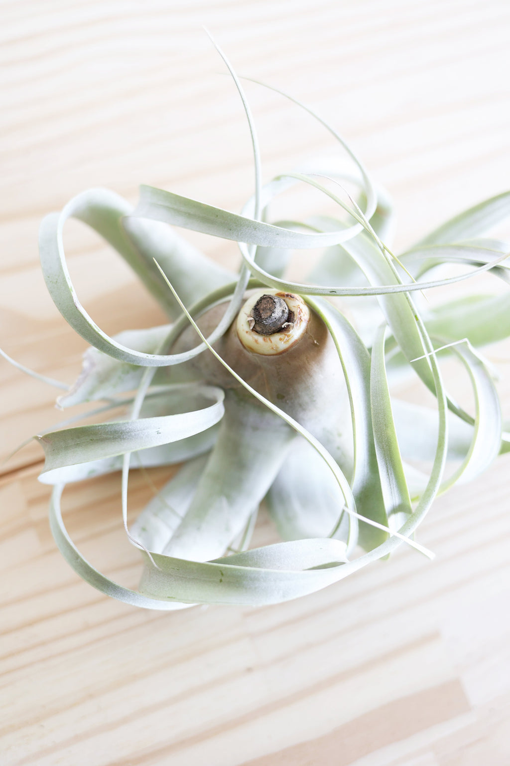 Air Plant Xerographica