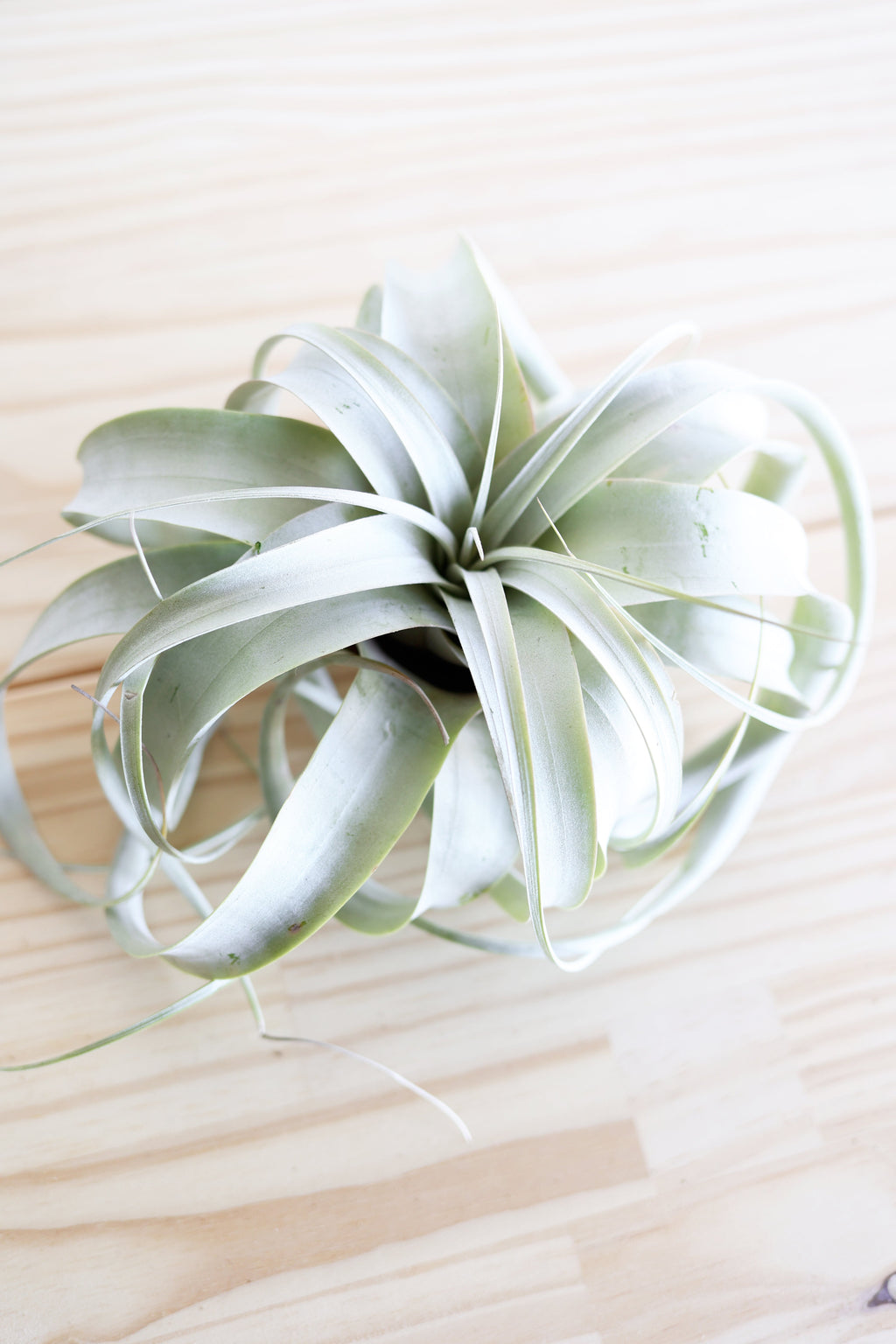 Air Plant Xerographica