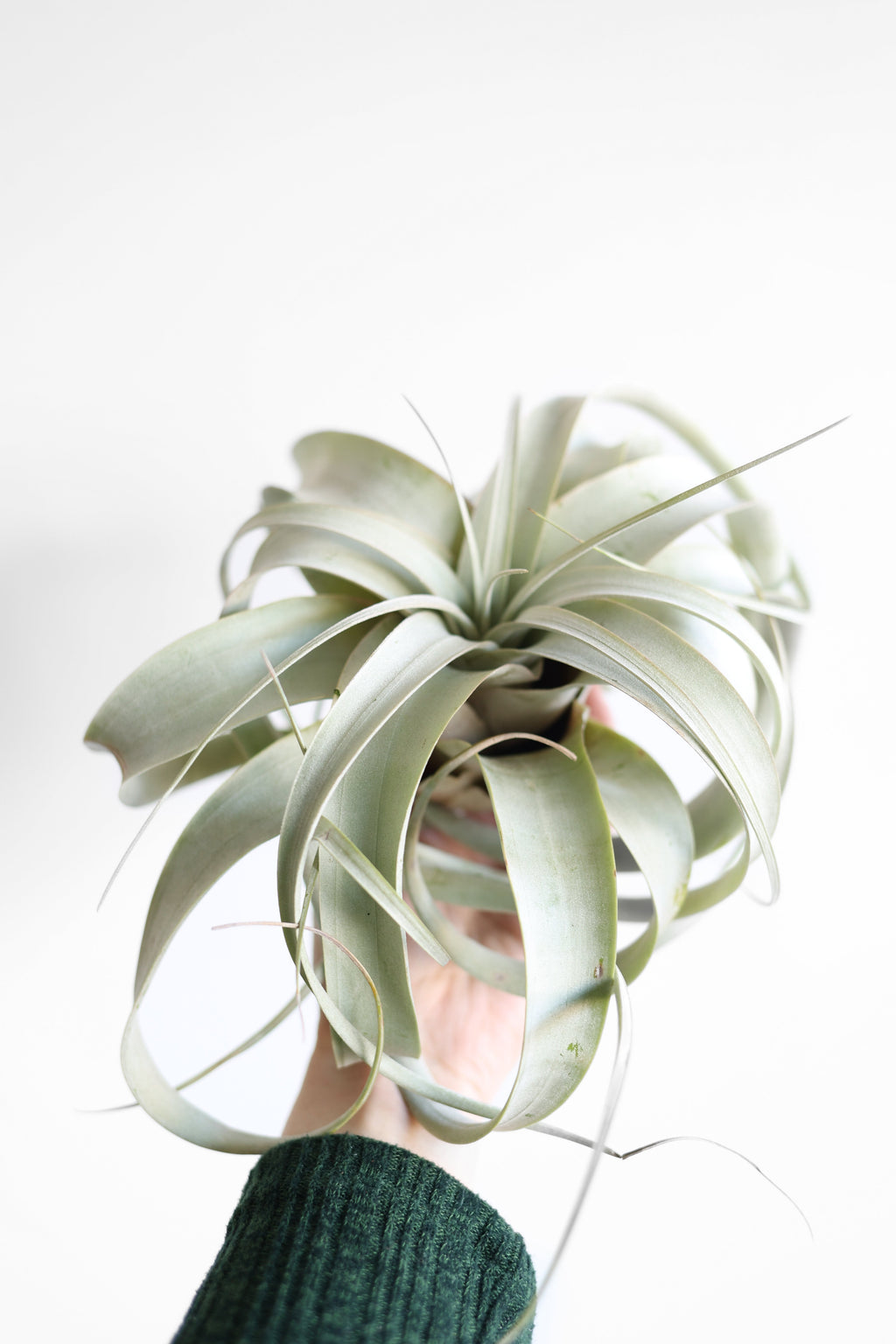 Air Plant Xerographica