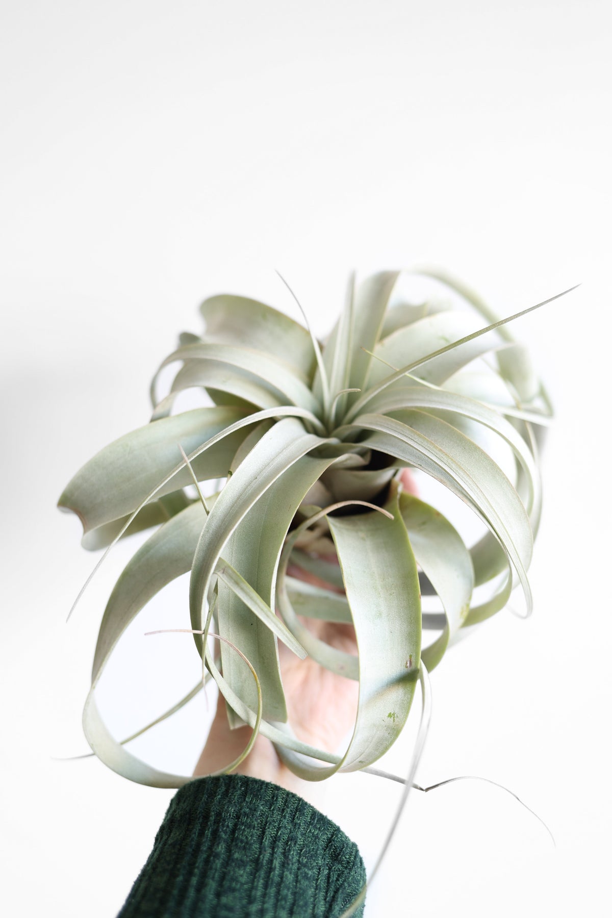 Air Plant Xerographica
