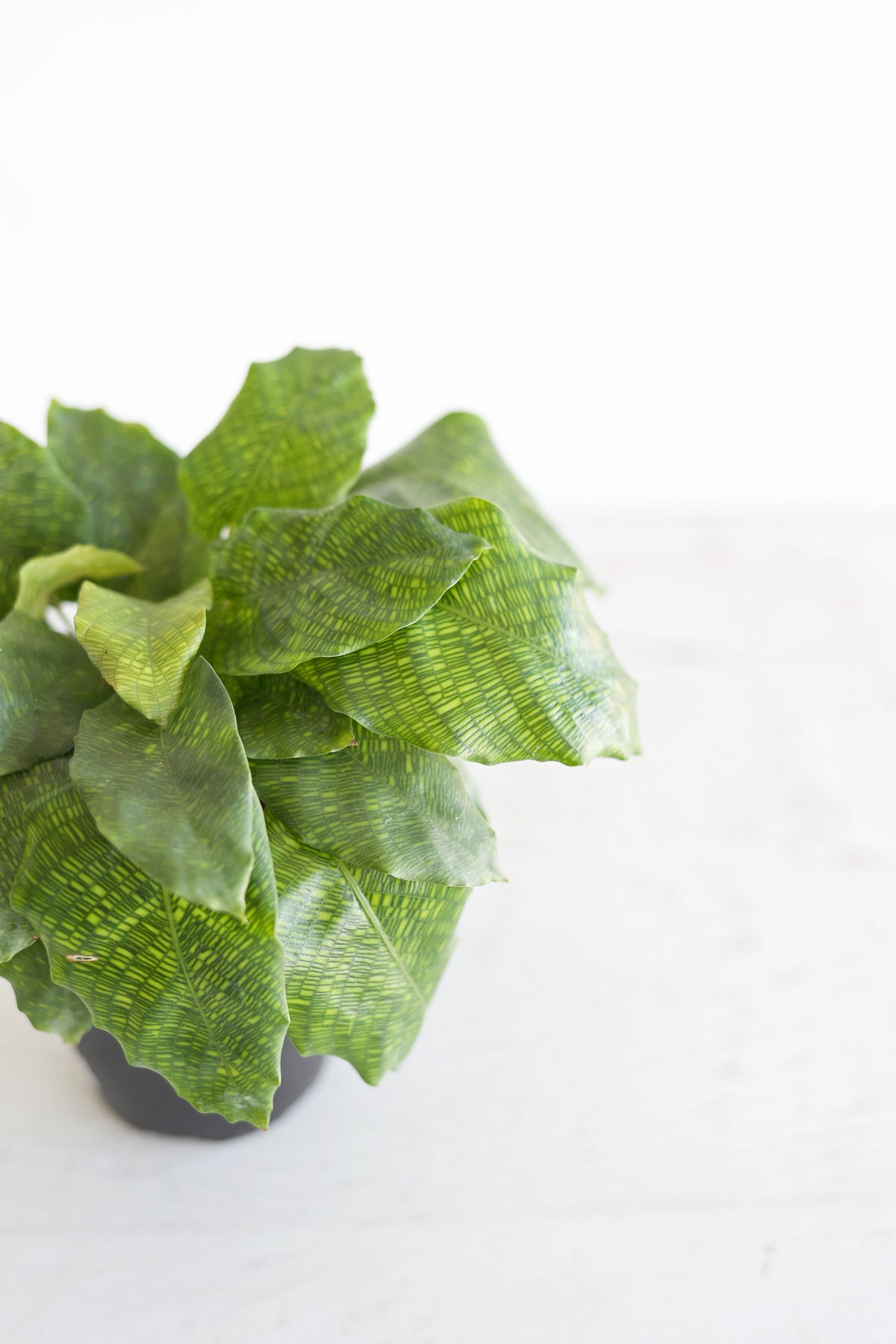 Musaica Calathea