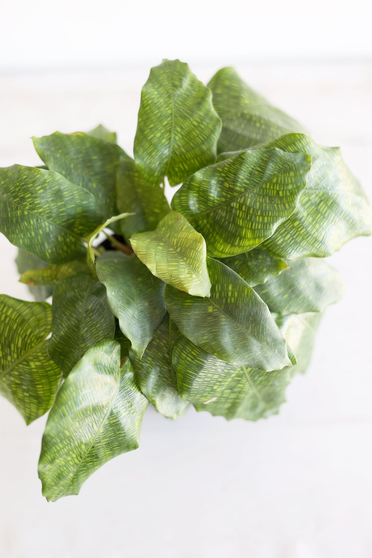 Musaica Calathea