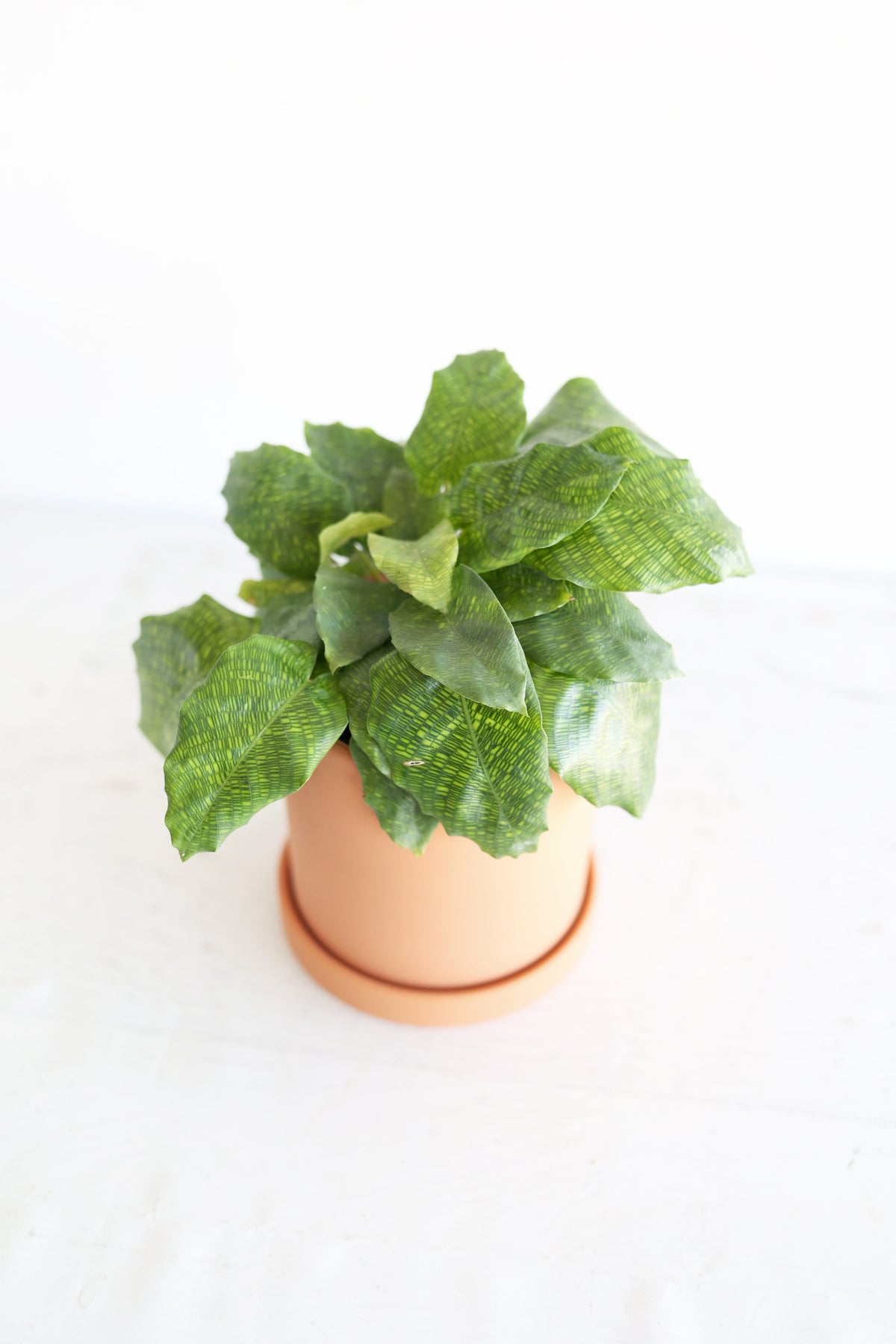 Musaica Calathea
