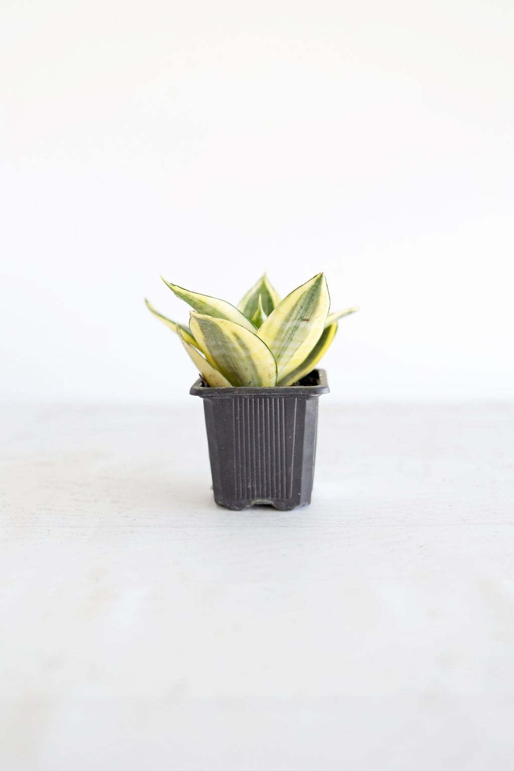 Golden Bird's Nest Snake Plant | 3" pot
