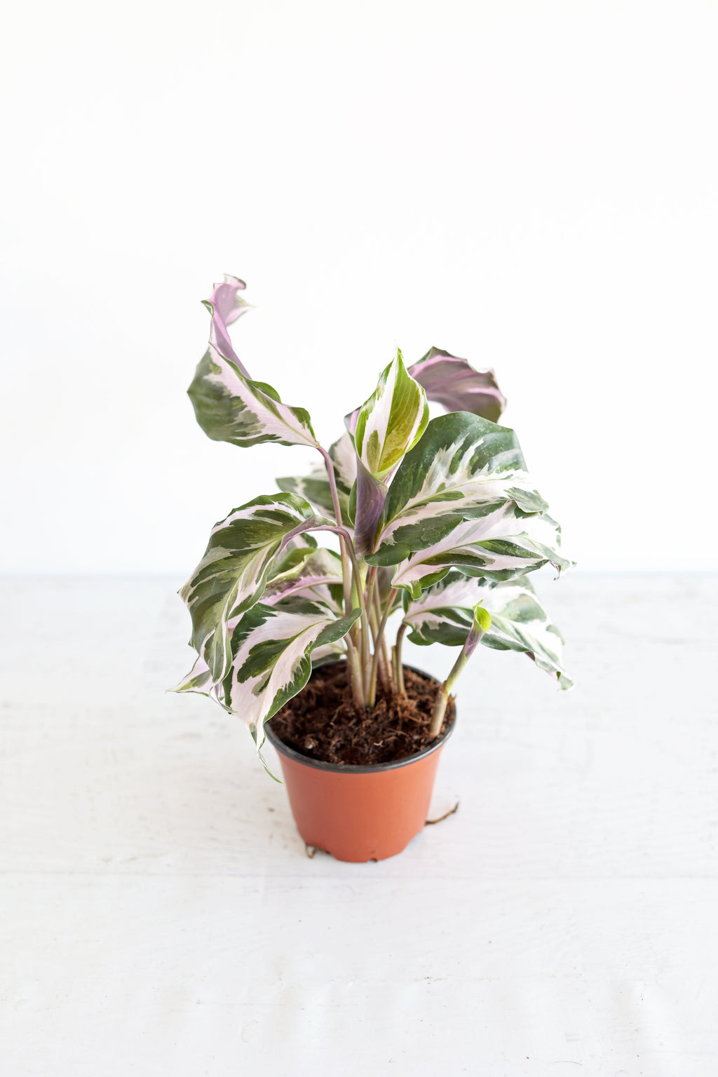 Calathea "Stella"