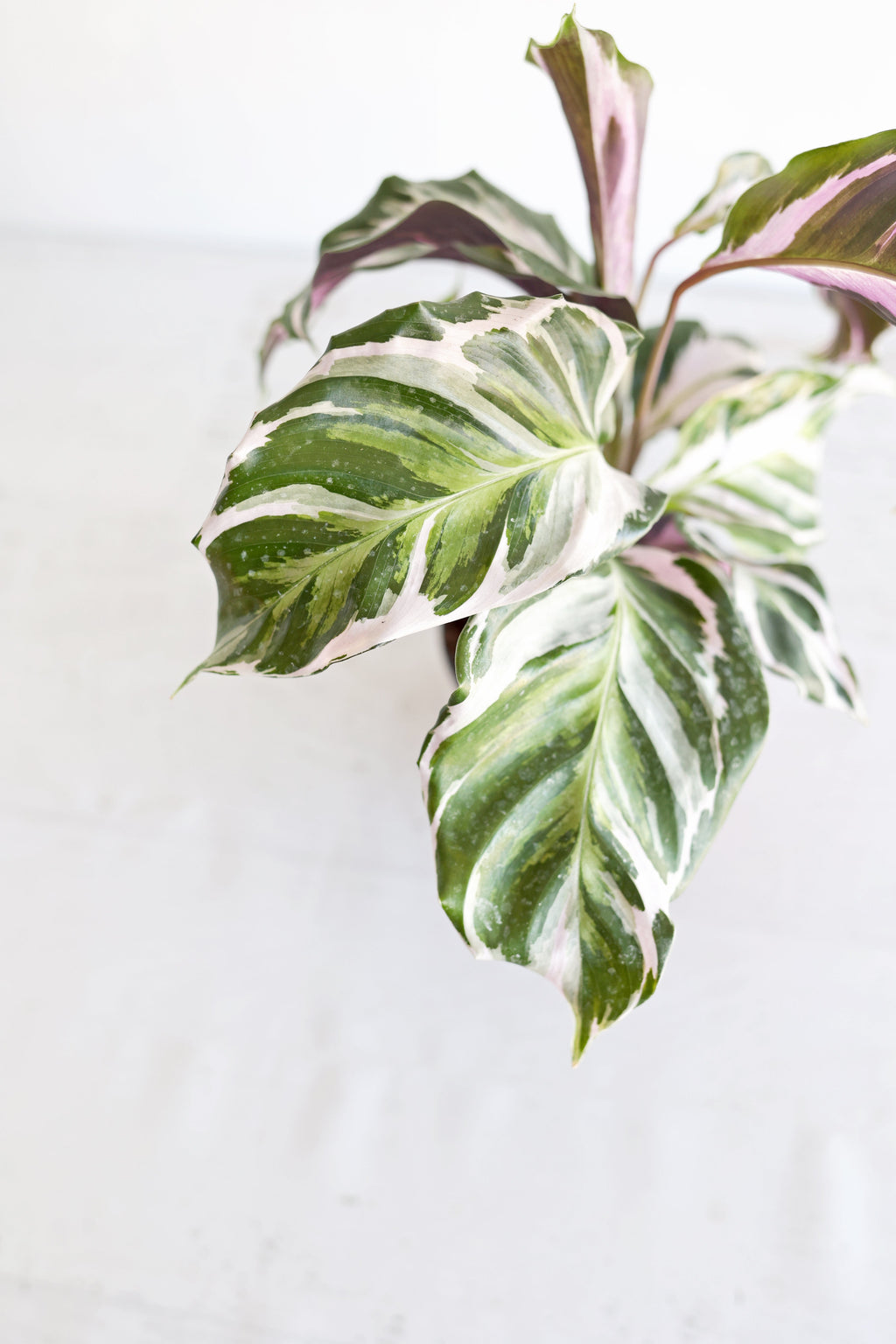 Calathea "Stella"