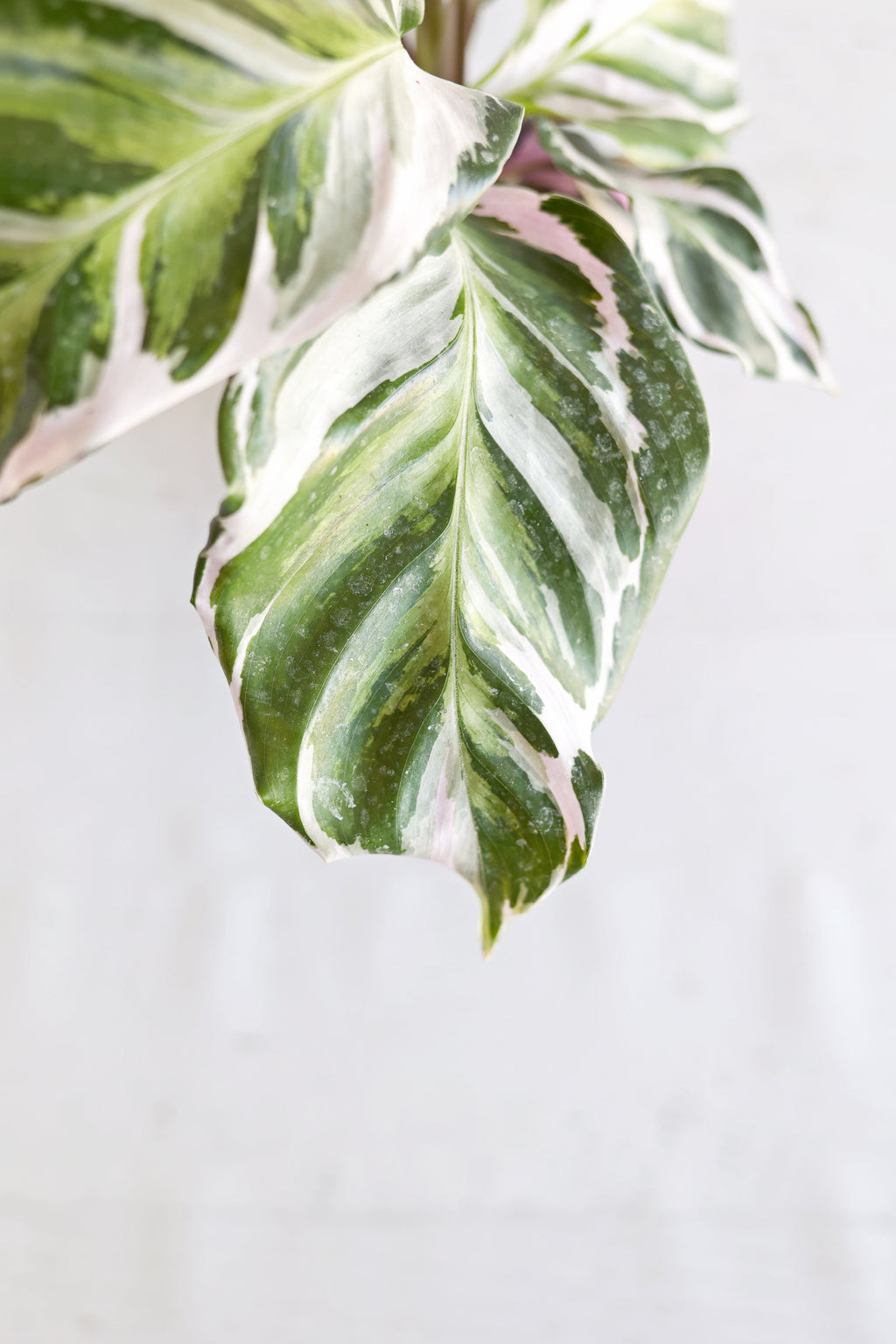 Calathea "Stella"