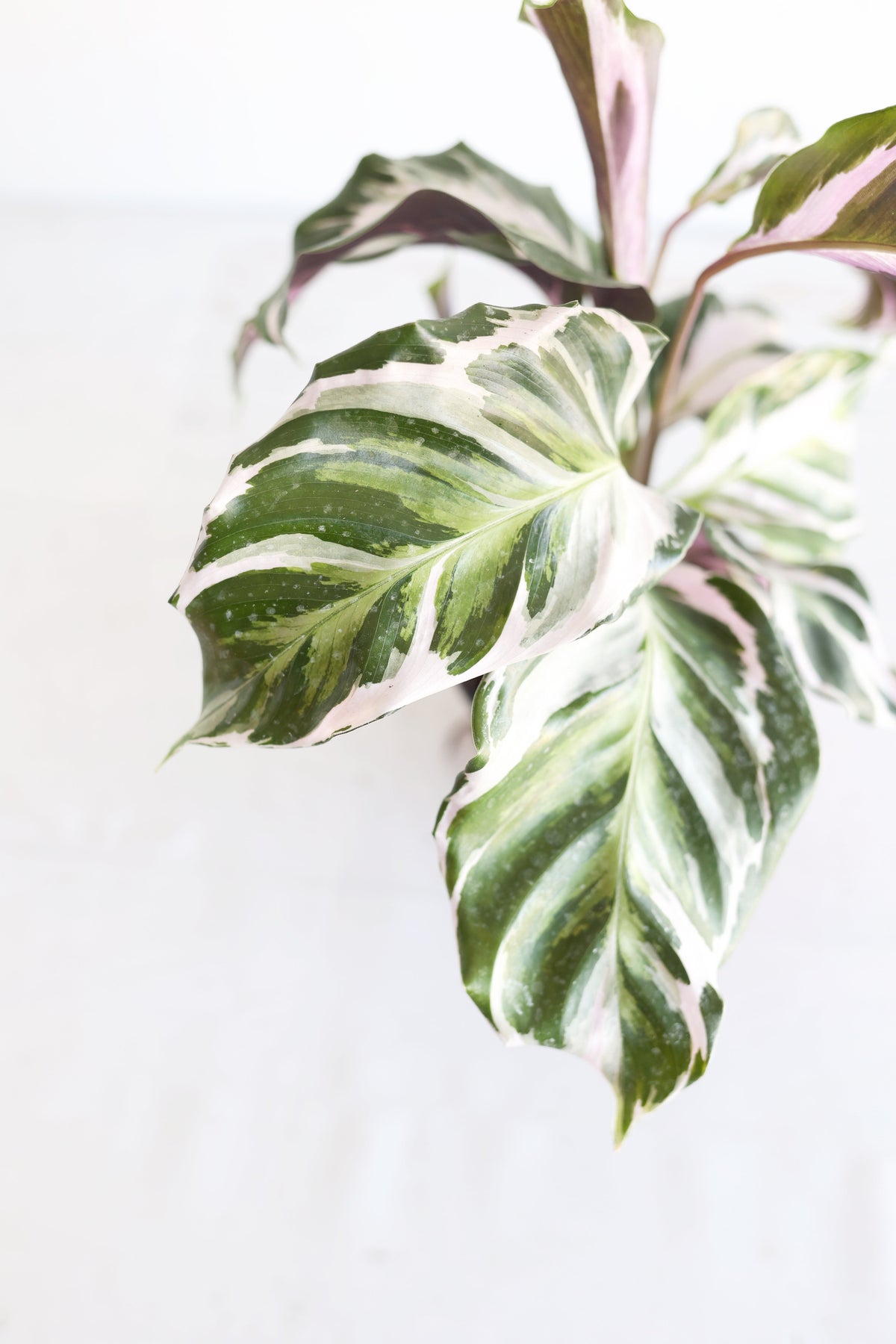 Calathea "Stella"
