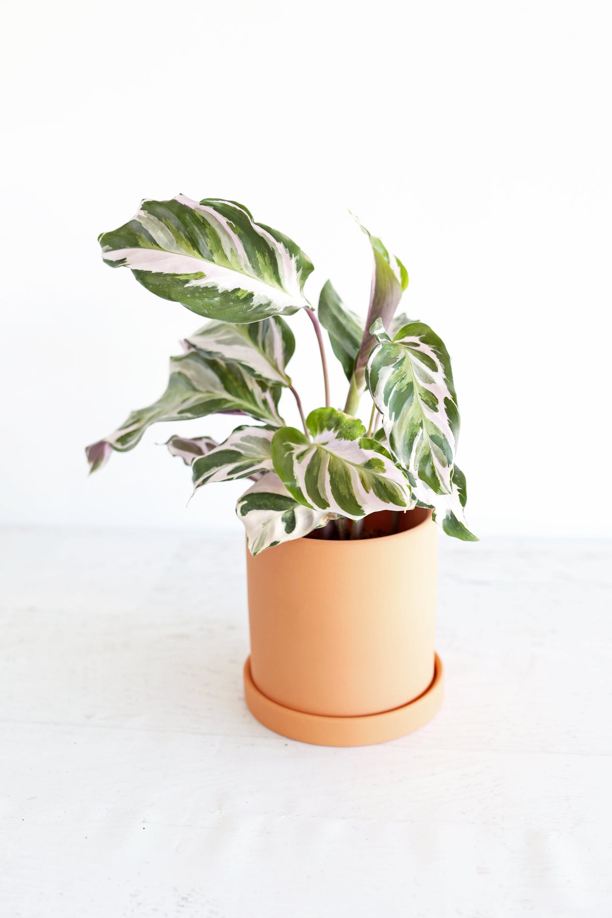 Calathea "Stella"