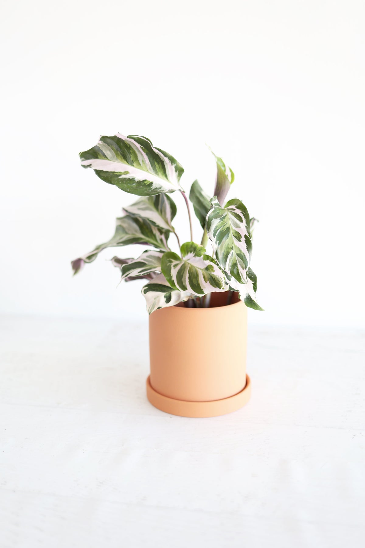 Calathea "Stella"
