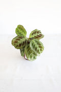 Black Cat Prayer Plant
