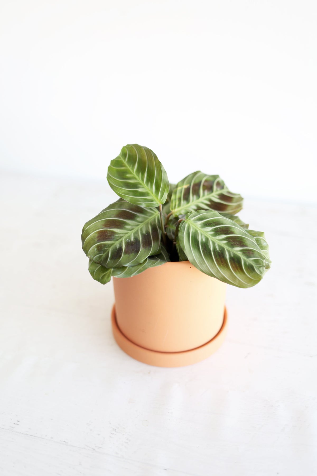 Black Cat Prayer Plant