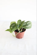 Satin Pothos Plant