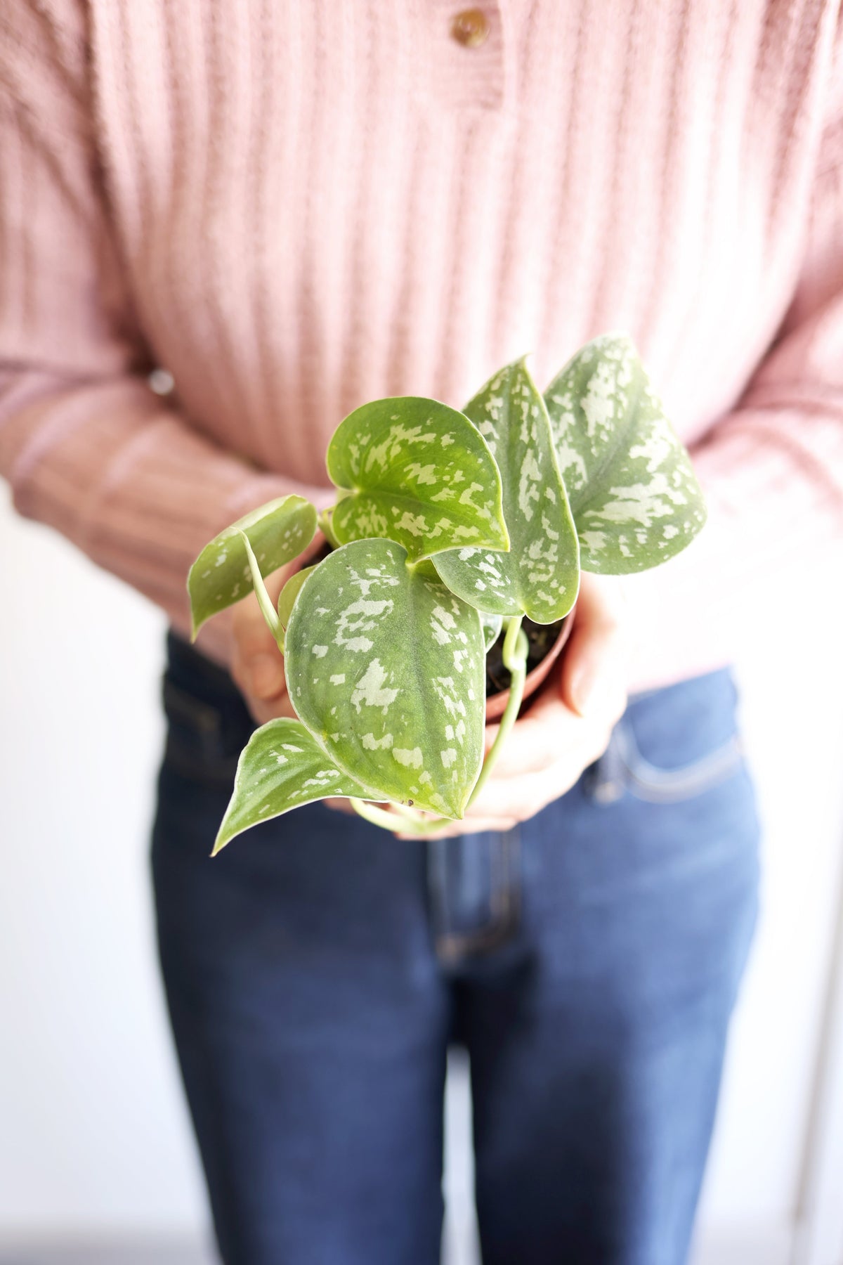 Satin Pothos Plant