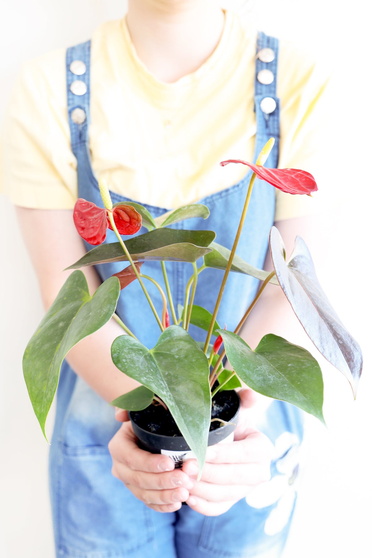 Flamingo Lily