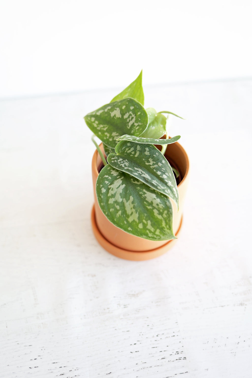 Satin Pothos Plant