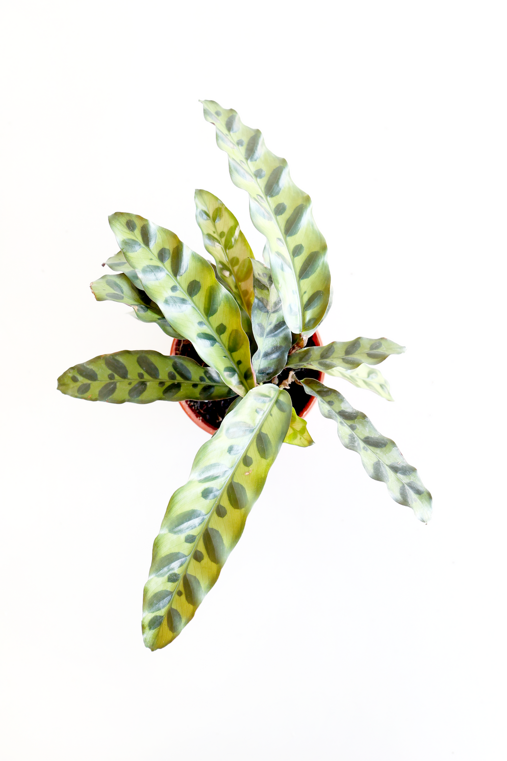 Rattlesnake Calathea