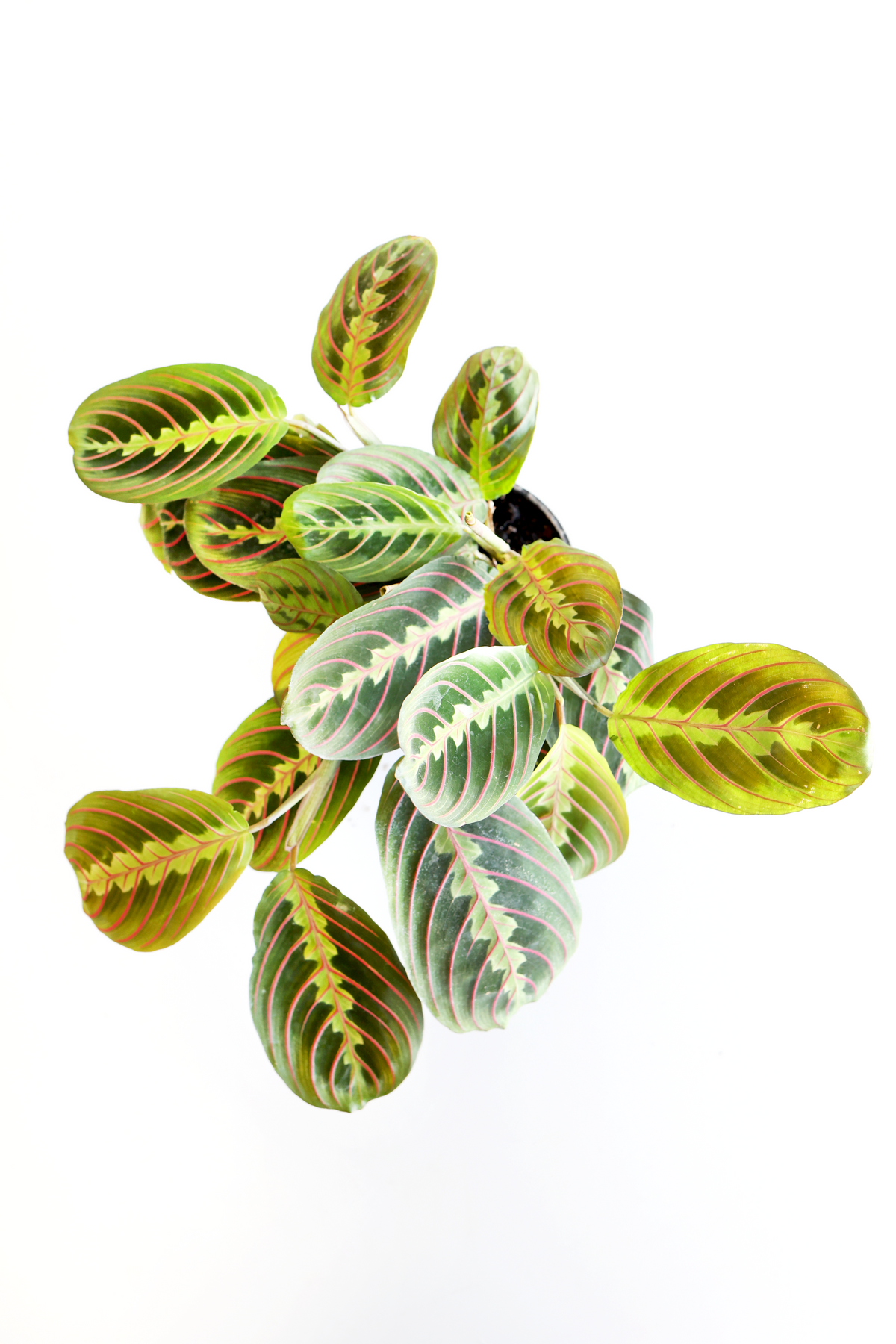 Red Maranta Prayer Plant