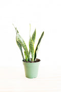 Variegated Snake Plant