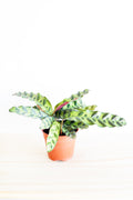 Rattlesnake Calathea