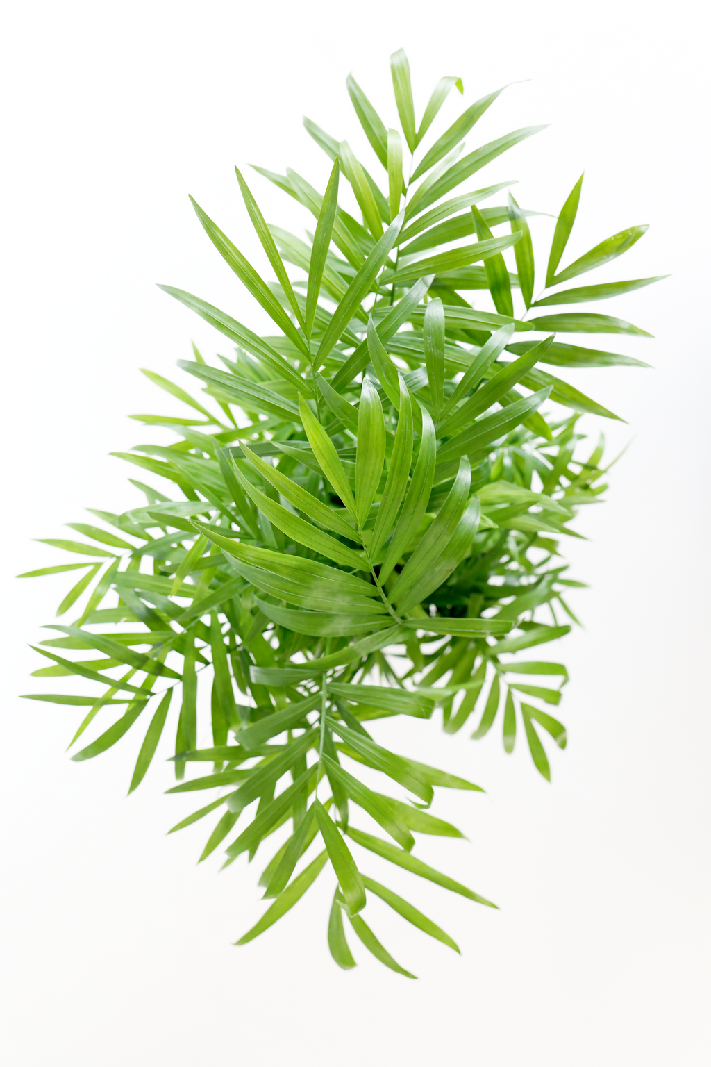 Parlor Palm