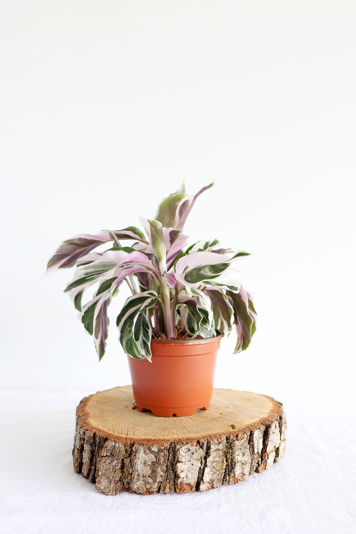 White Fusion Calathea Plant