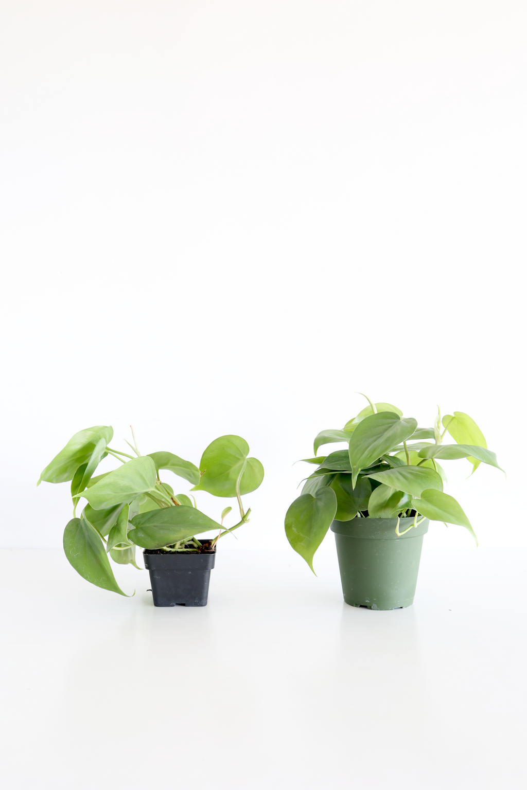 Heartleaf Philodendron