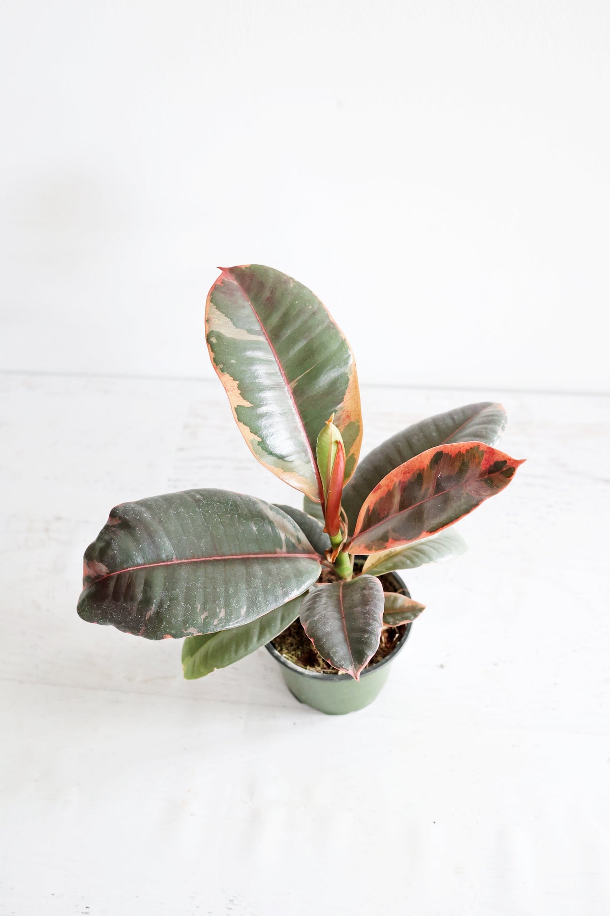 Variegated Rubber Plant