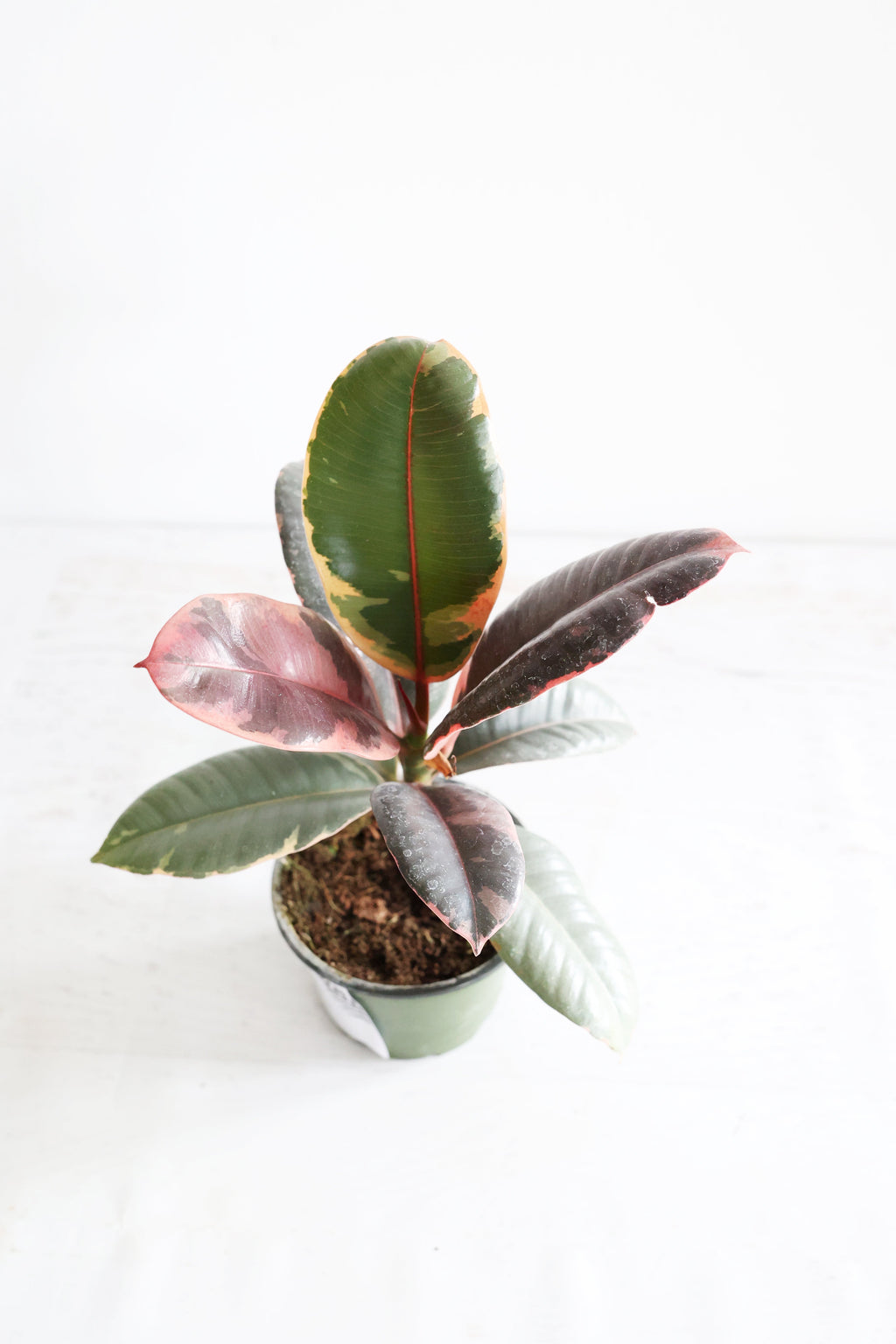 Variegated Rubber Plant