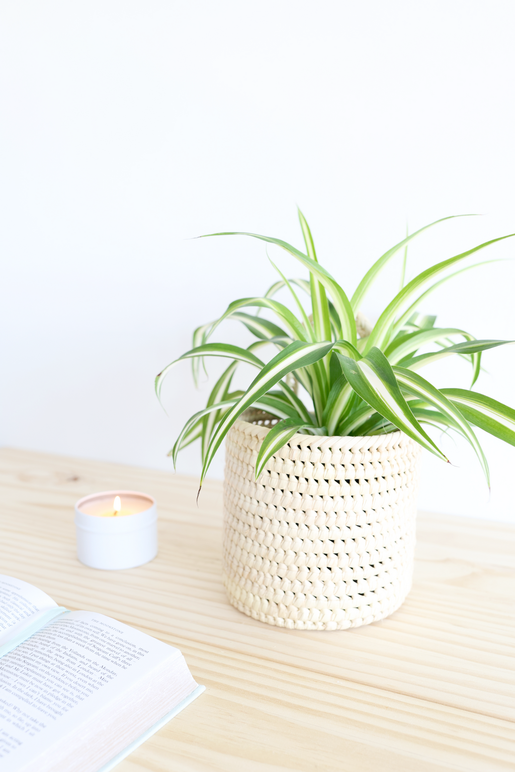 Spider Plant
