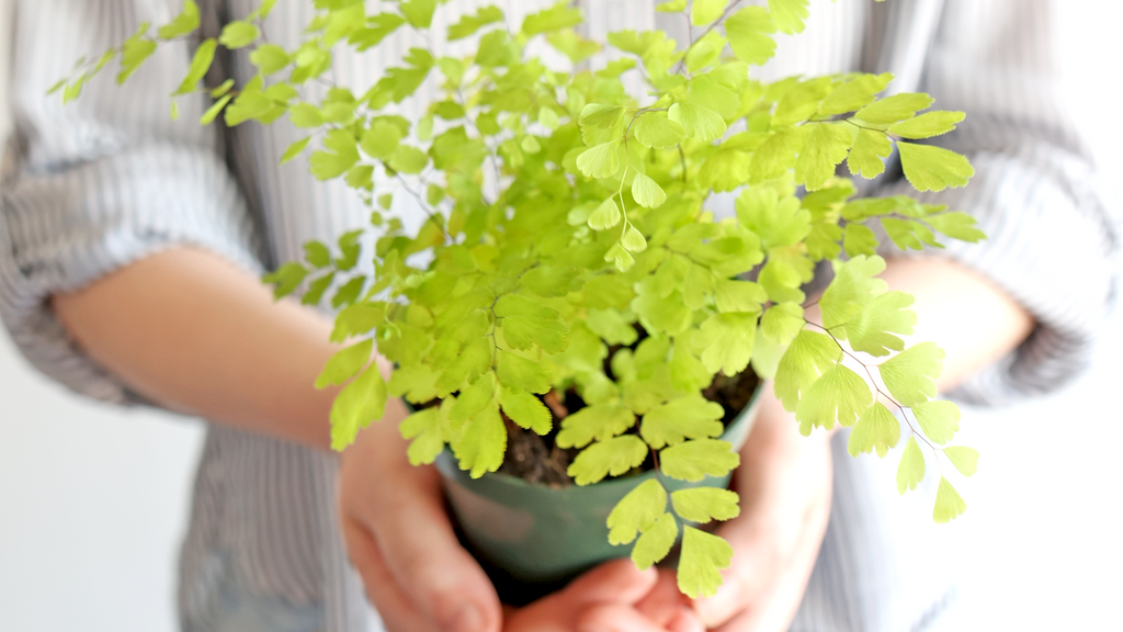 Maidenhair Fern