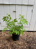 Common Elderberry ( Sambucus  Canadensis )