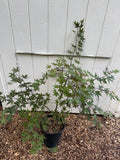 Japanese Maple ' Purple Ghost ' Grafted