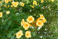 Yellow Trumpet Vine Seeds, Campsis radicans Flava, Climbing Flower, Hummingbird Attractant, Summer Bloom, Perennial Vine