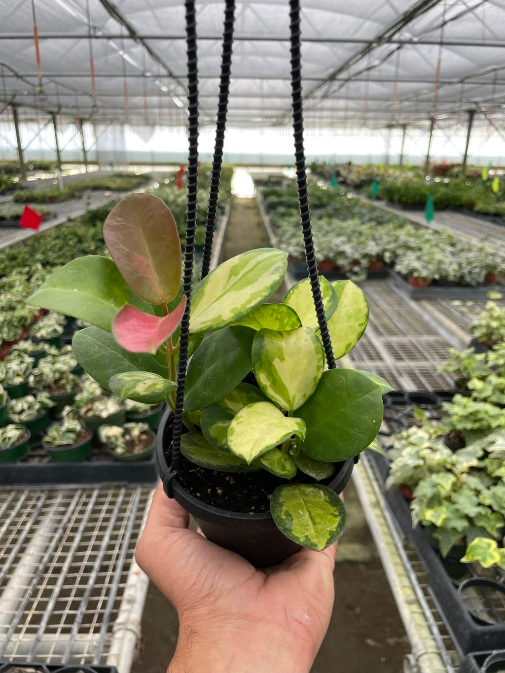 Hoya Australis Lisa Variegata