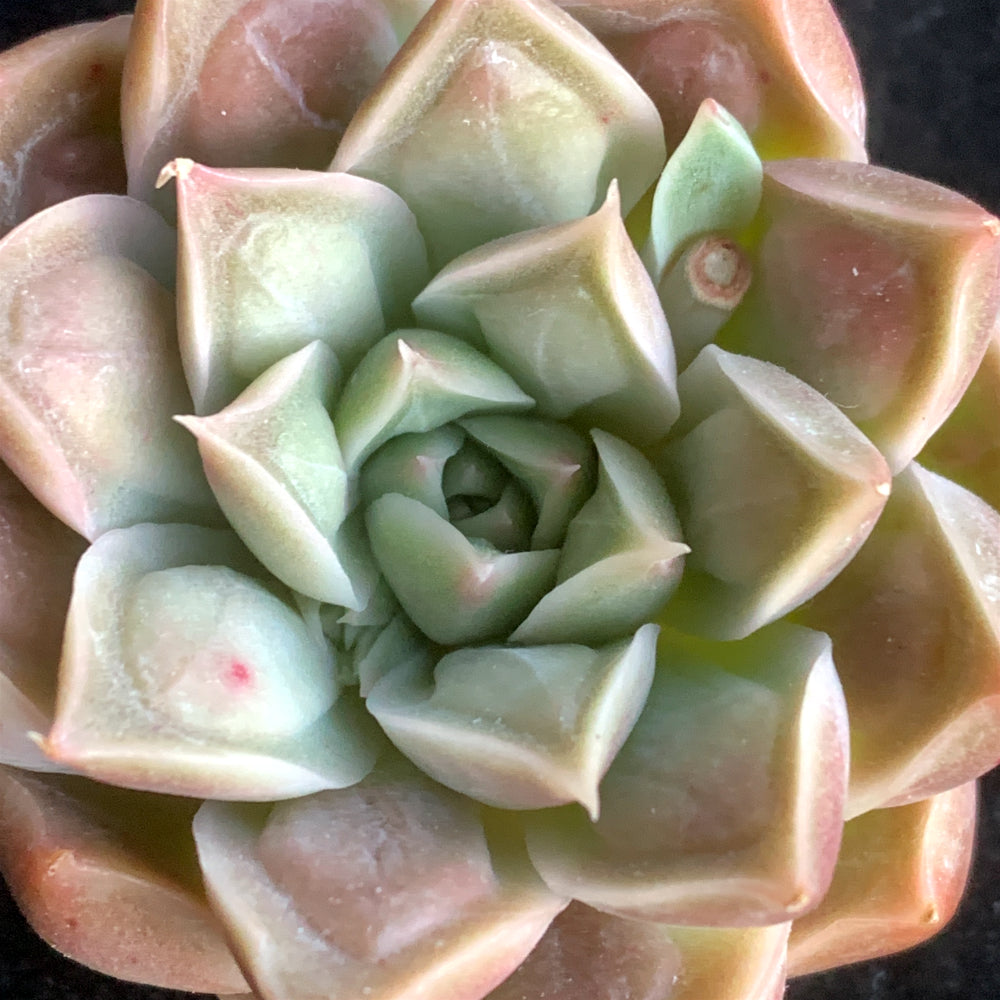 Father's Day Gift: Echeveria 'Doctor Strange' - Rare Succulent Highly Sought-after - Rewarding Plant Add a Striking "Alien" Look