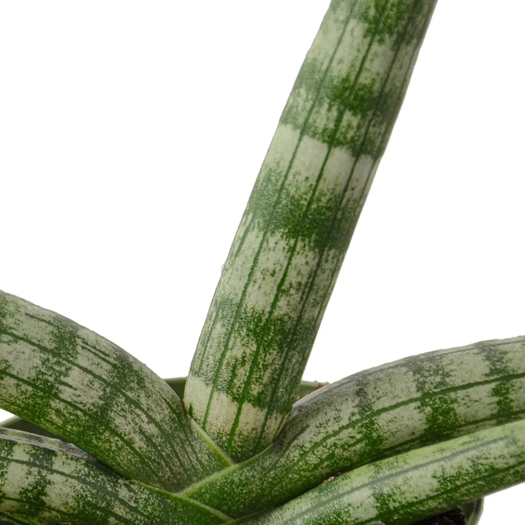 Snake Plant Starfish | Air-Purifying Cylindrical Sansevieria | House Plant Shop