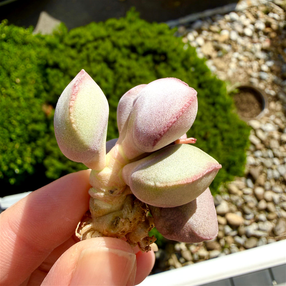 Adromischus Marianiae 'Hallii'