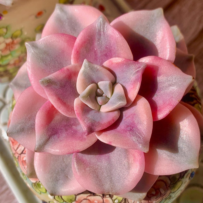 Popular Succulent - Graptoveria 'Debbie' Variegated - As a Beginner-friendly Drought-tolerant Plant